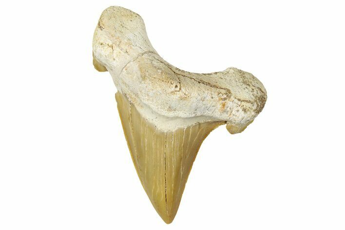 Fossil Shark Tooth (Otodus) - Morocco #353460